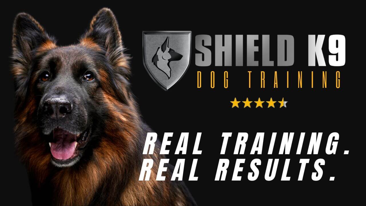 Dog Training | SHIELD K9 DOG TRAINING