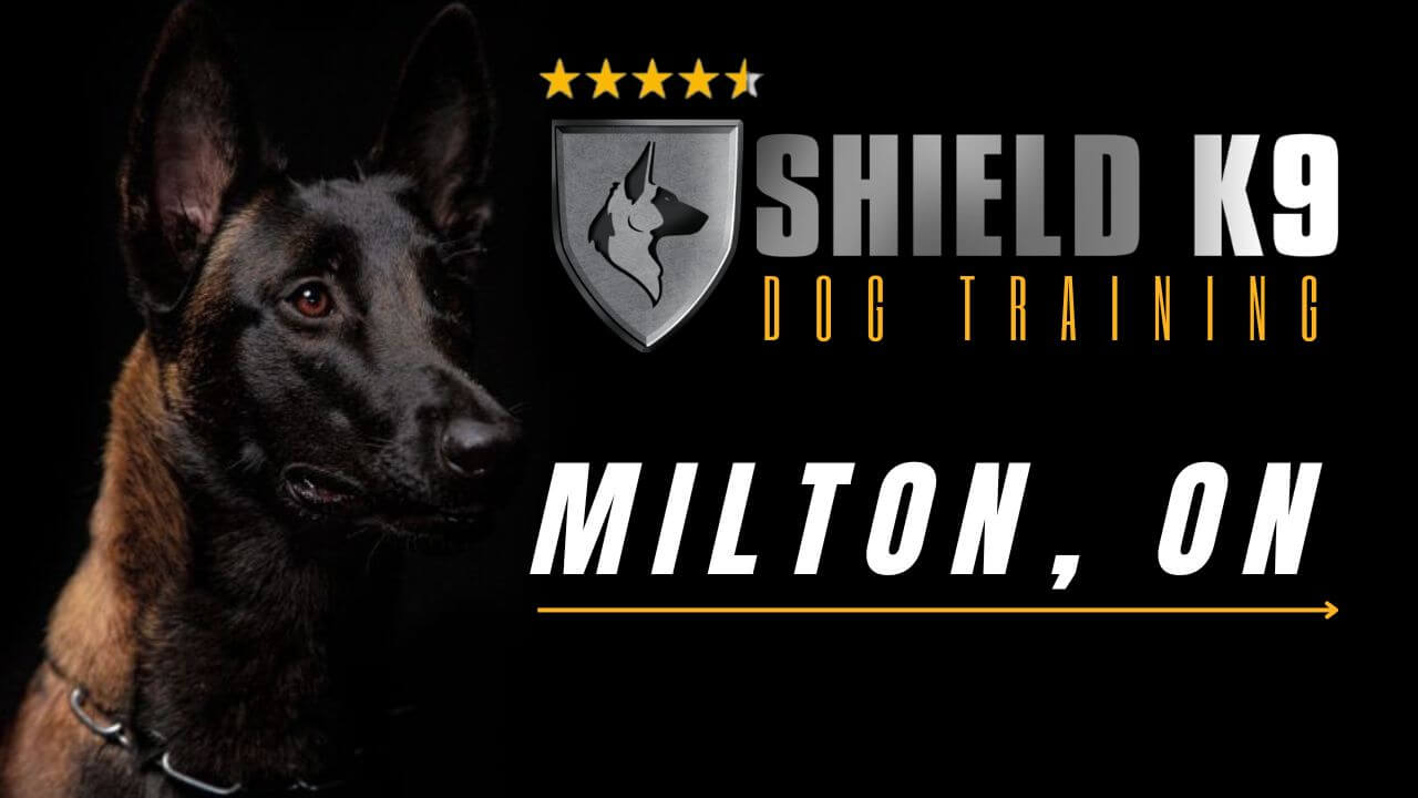 Milton Dog Training. Dog Training in Guelph, Woodstock, Toronto Canada