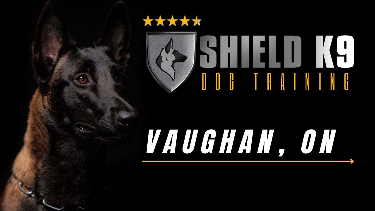 Dog Training Vaughan. Dog Training in Guelph, Woodstock, Toronto Canada