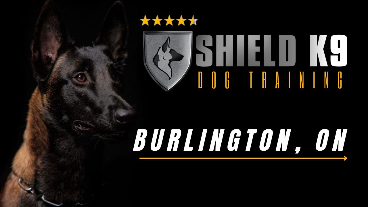 Dog Training Burlington. Dog Training in Guelph, Woodstock, Toronto